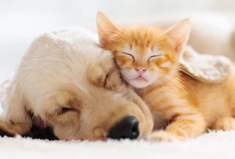 the image shows a kitten and a puppy snuggled up together, sleeping.