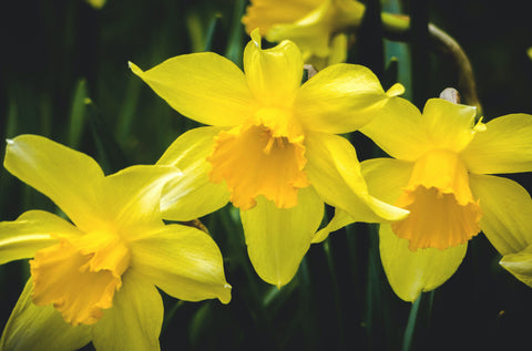 A close up of three yellow daffodils