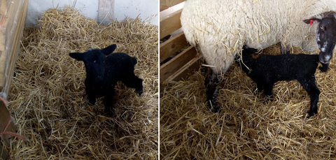 Black lamb born on the farm and stands with mother