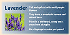 the image is a picture of a lavender plant