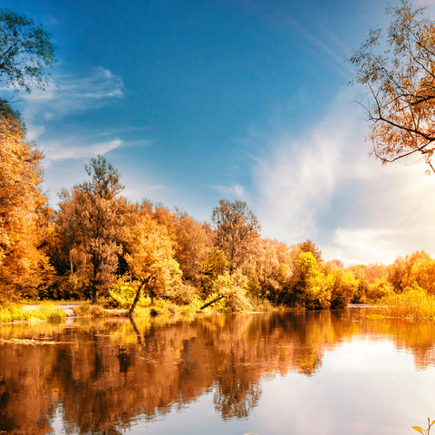 Various trees by the edge of a lake. The leaves on the trees are all changing colour, and the sky is a lovely rich blue