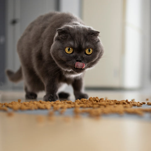 A cat is licking his lips, as there is a big pile of cat munchies scattered all over the floor - the cat is gradually eating them all!