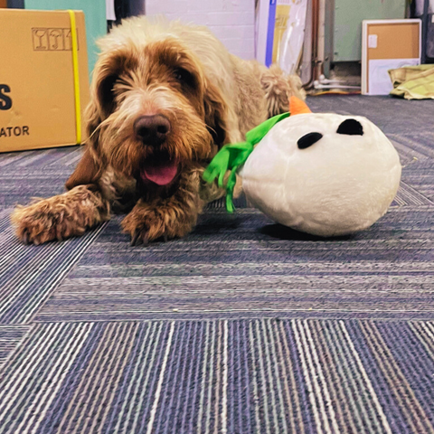 The Ability Superstore dog, Florence with a chewed up snowman toy