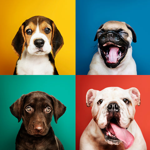 The heads of four dogs (the dogs are alive, and the bodies are just about visible!), wuth four different and bright colour backgrounds