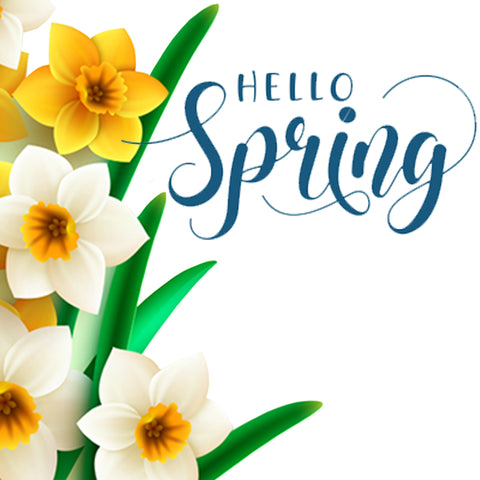Several drawn daffodils along with the words – Hello Spring