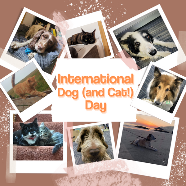 Text in centre reads "International Dog (and Cat!) Day" amongst collage of Ability Superstore's pets