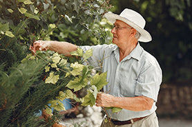 Man pruning in the garden