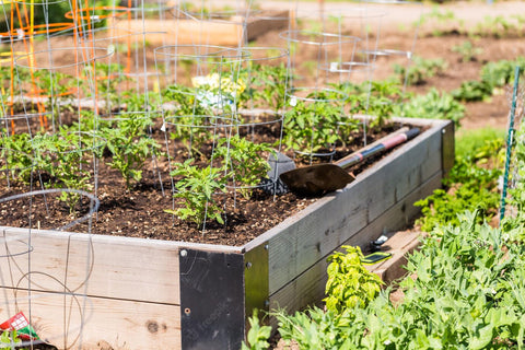 Outdoor raised beds with greenery 