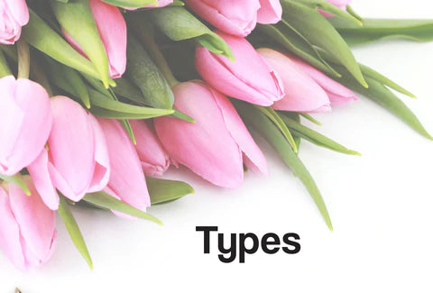 Pink tulips on a white background and the word – Types – can be seen