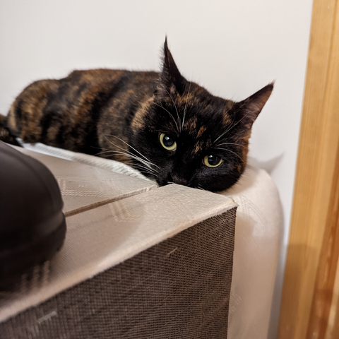 Picture of Francis' tortoiseshell cat Mavis perched on a mattress