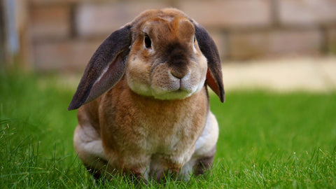the image shows a rabbit