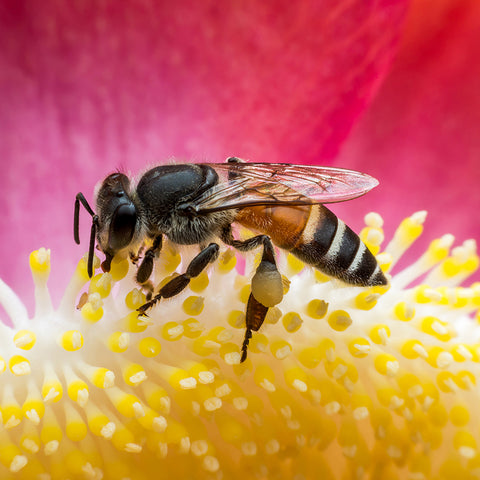 A wasp on a yellow flower – the background is bright pink/red