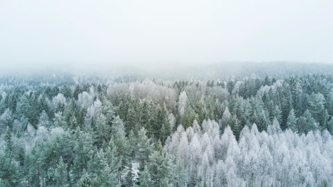 an image of a winter forest with snow on the trees