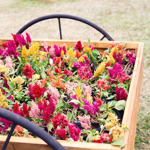 Mixture of flowers in wooden planter