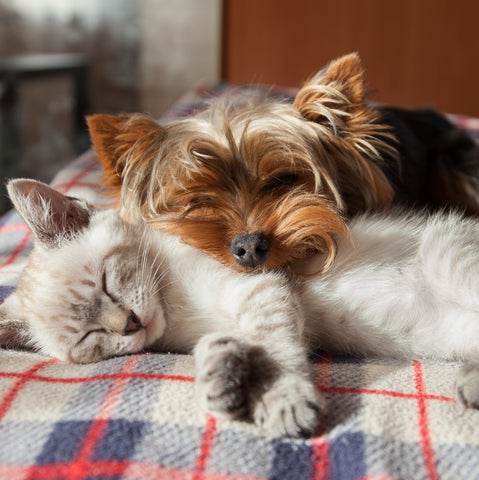 A kitten and puppy cuddled up in bed on a woolly tartan blanket. They look warm and cosy.