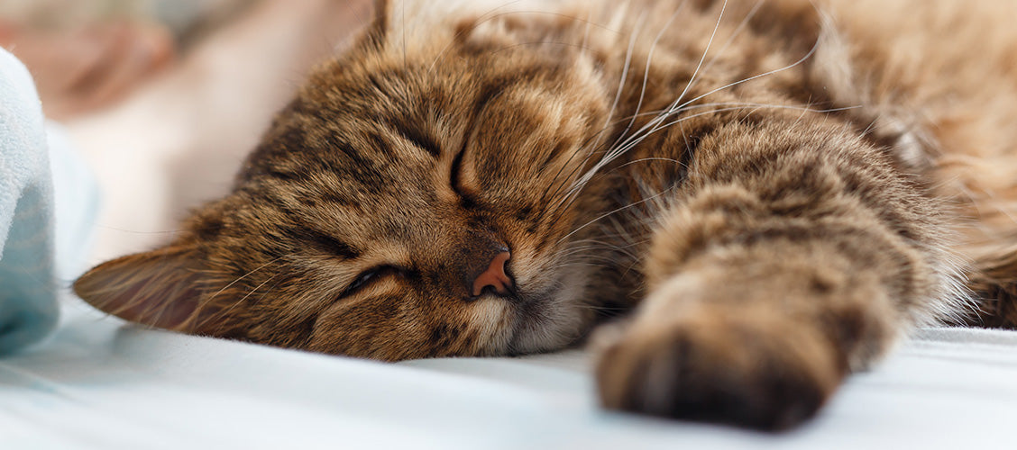 Cat taking a nap - Best Pets for Kids