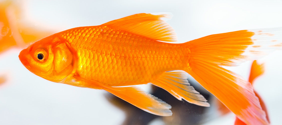 Orange goldfish swimming underwater - Best Pets for Kids