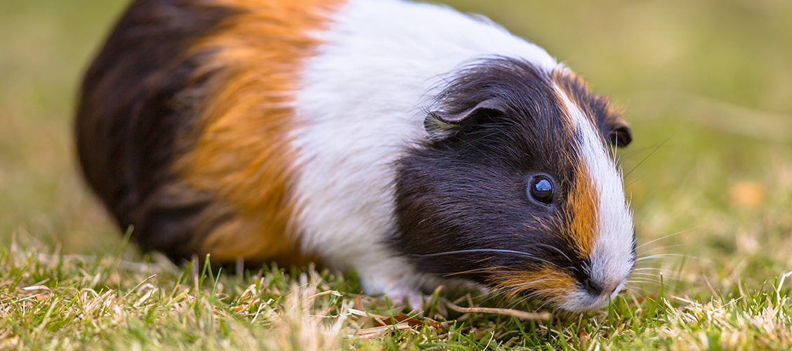 White, orange, and black guinea pig roaming outside - Best Pets for Kids