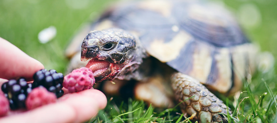 Box turtle eating raspberries out of person's hand - Best Pets for Kids