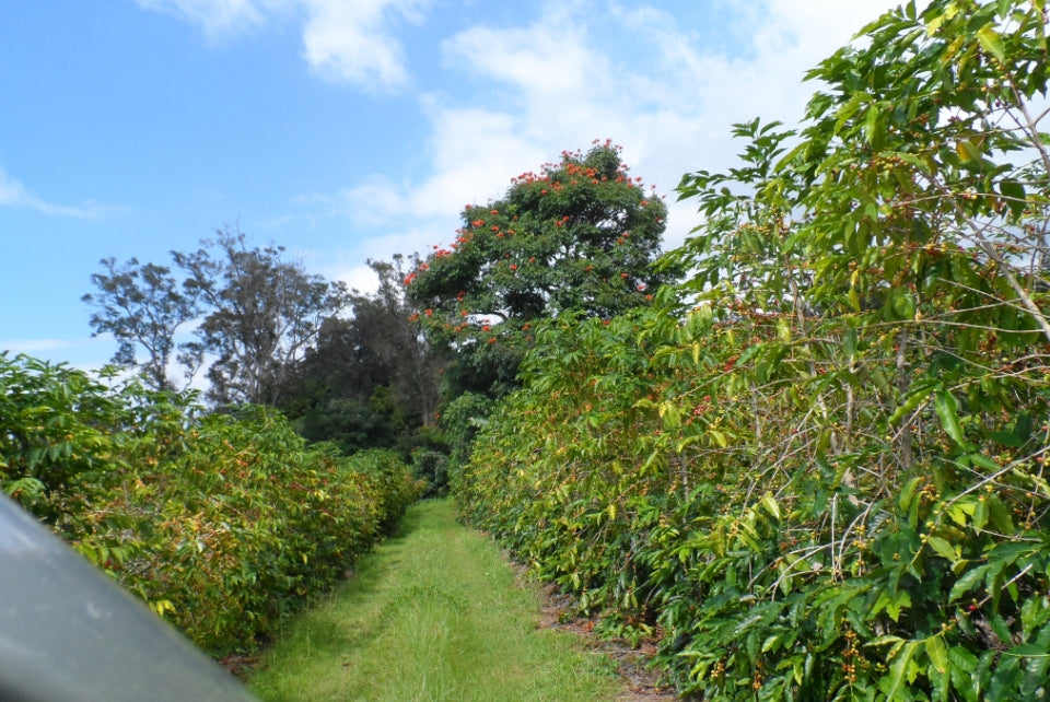 Challenges in Kona Coffee Farming