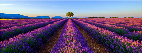 A field of purple flowers Lavender Field