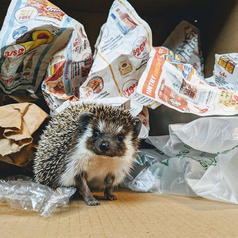 Pet hedgehog next to reused packing materials - newspaper, bubble wrap