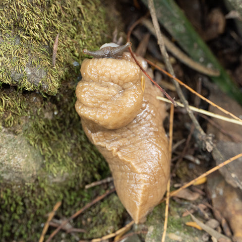 A lumpy tan slug