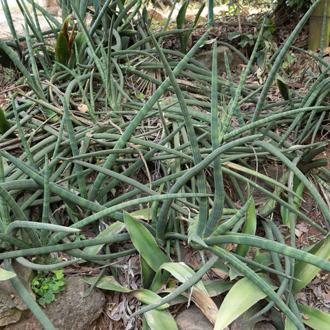 Sansevieria cylindrica "African spear" plants