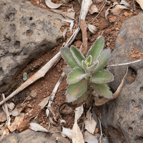 A small kalanchoe plant in red soil