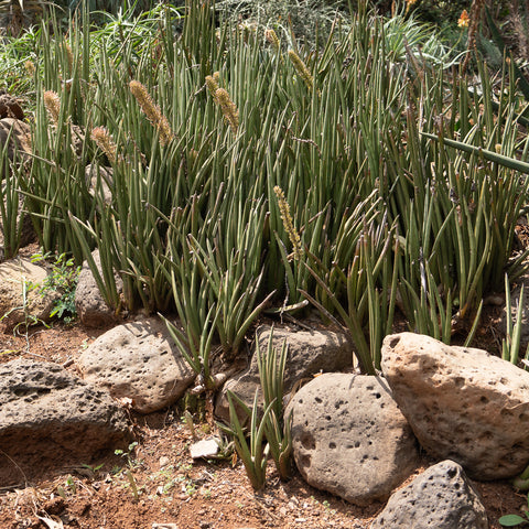 Sansevieria plants and stones