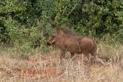 A warthog on the savannah