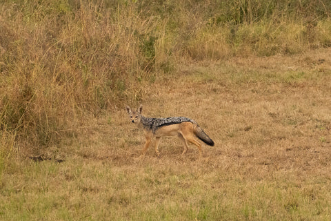 A jackal on the savannah