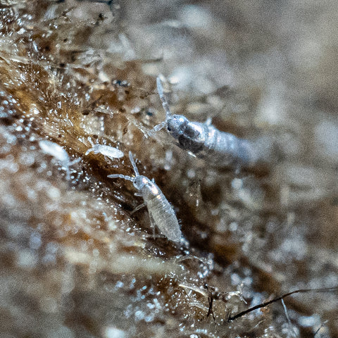 Closeup of tiny silver springtails