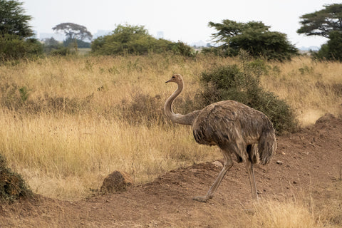 Female ostrich on the savannah
