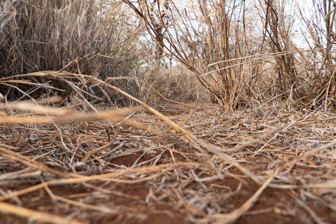 A ground-level view of scrubland in Kenya