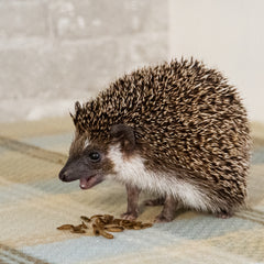 Pet hedgehog eating dried black soldier fly larvae insect treats
