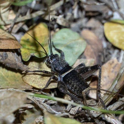 A black cricket among leaf litter