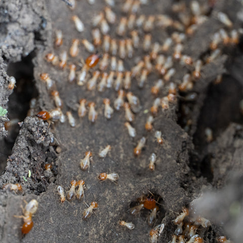 A small nest of termites