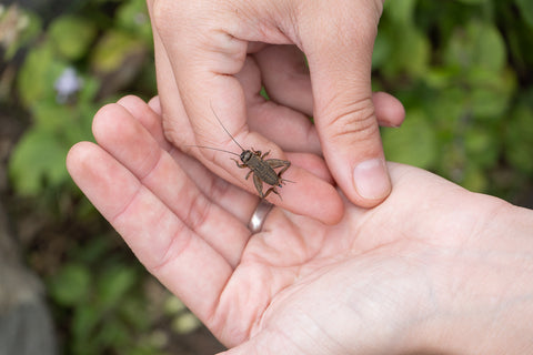 A small brown cricket sitting on a woman's finger