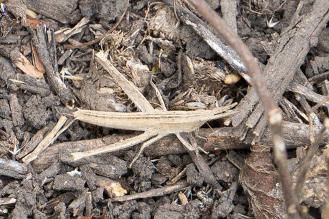 A pale tan grasshopper sitting on the ground