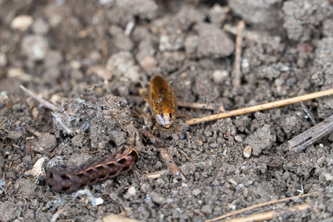 A small cockroach and moth larvae on the soil