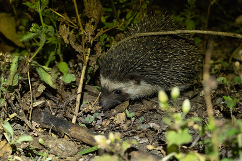 A wild four-toed hedgehog (African pygmy hedgehog) foraging at night