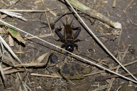 A cricket out at night