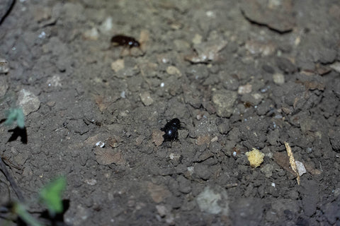 Small black beetles in the soil