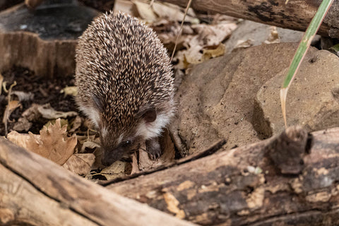 Hedgehog foraging through leaf litter in a bioactive enclosure.