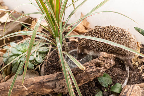 Hedgehog drinking from a glass dish in an enclosure with branches and live plants