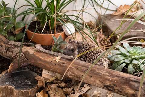 Hedgehog next to a branch in a bioactive enclosure.