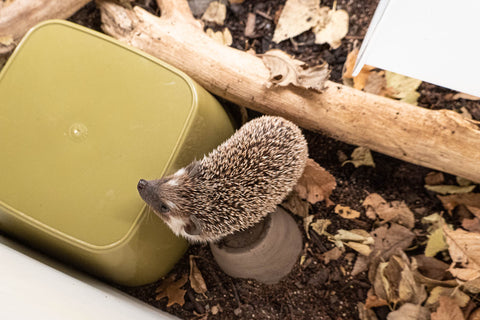 Hedgehog in bioactive enclosure next to a running wheel and plastic hide.