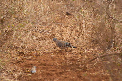 A dove on red soil among dried grass