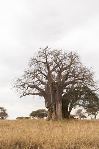 A huge baobab tree on the savannah
